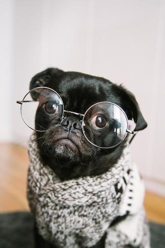 Pug apartment dog breed