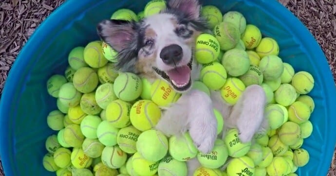 Dog in kiddy pool full of tennis balls