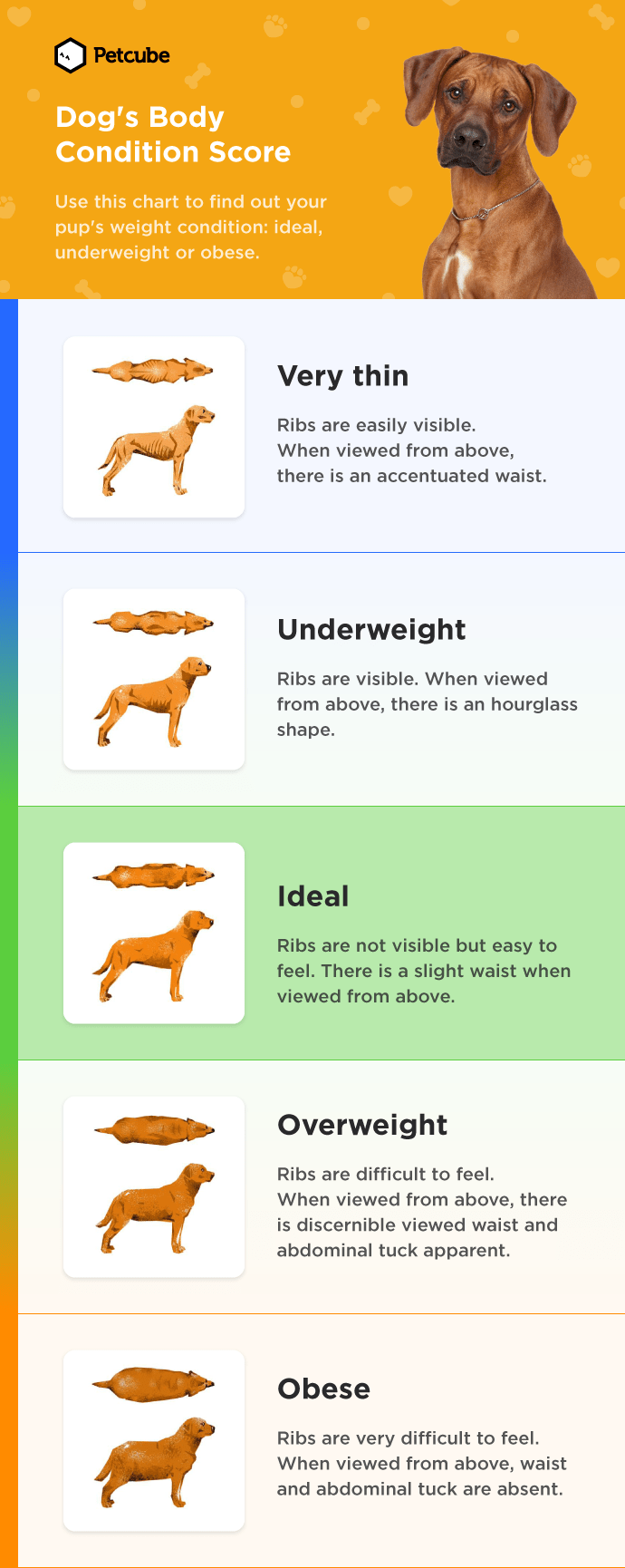 Is My Dog Overweight?