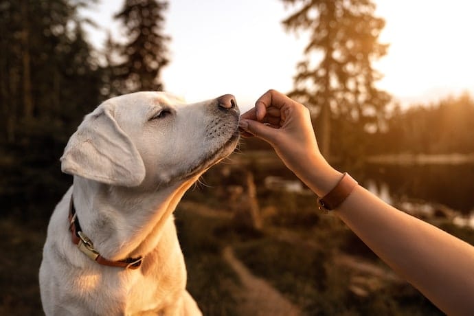 Golden retriever dog eating food