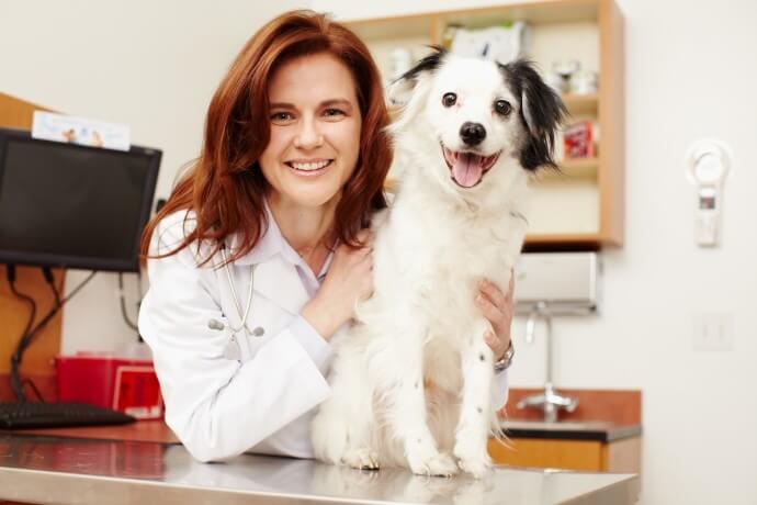 DOG DNA Testing: Interview with Dr. Angela Hughes of WISDOM PANEL