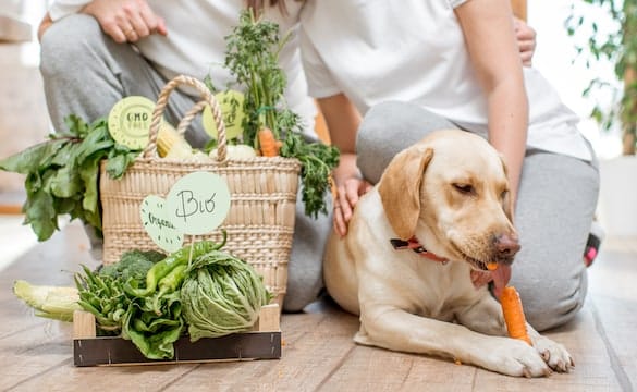 26 Vegetables Dogs Can & Can't Eat