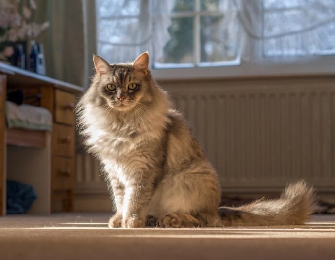 A long-haired cat