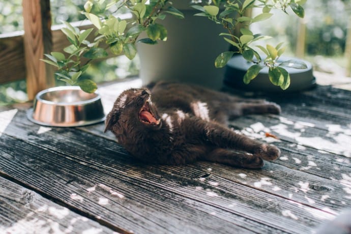 A cat lying outside