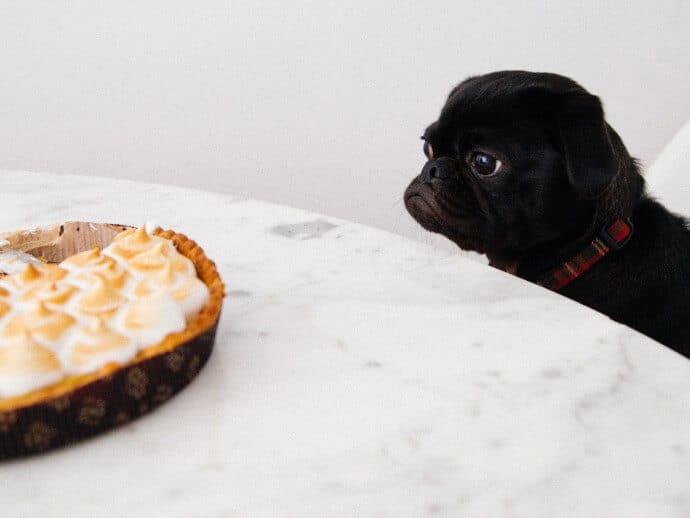 A pug looking at the cake