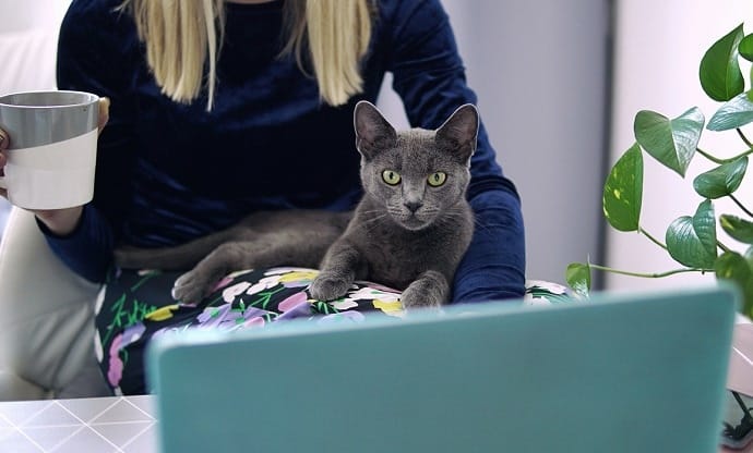 cat sitting on human's legs while working from home