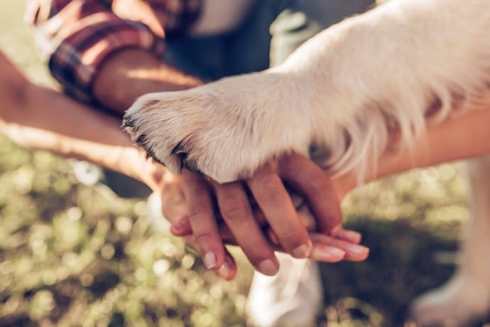Human hands with a dog paw