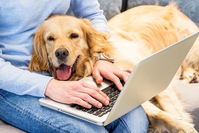 Dog laying on a human's lap