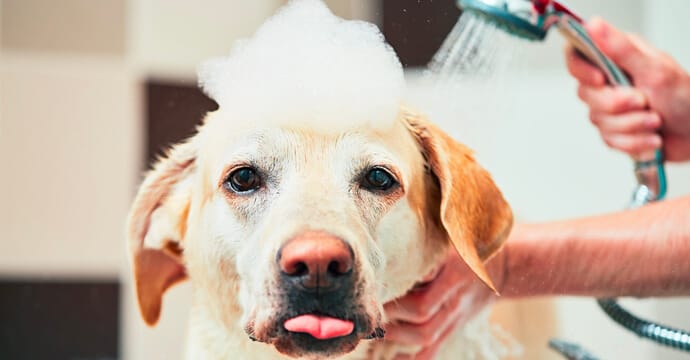 washing a dog