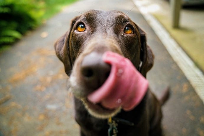 dog licking