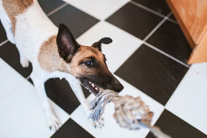 21 Fun Ways To Keep Your Dog Busy Indoors on a Rainy Day - Puppy In Training