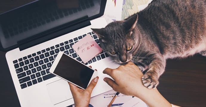 a cat on a laptop