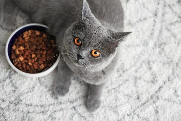 Cat Not Eating Reasons And Solutions For Anorexia In Cats