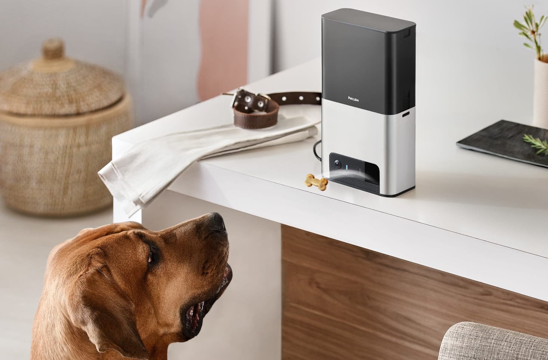 Photo of Petcube Bites 2, an interactive treat dispenser