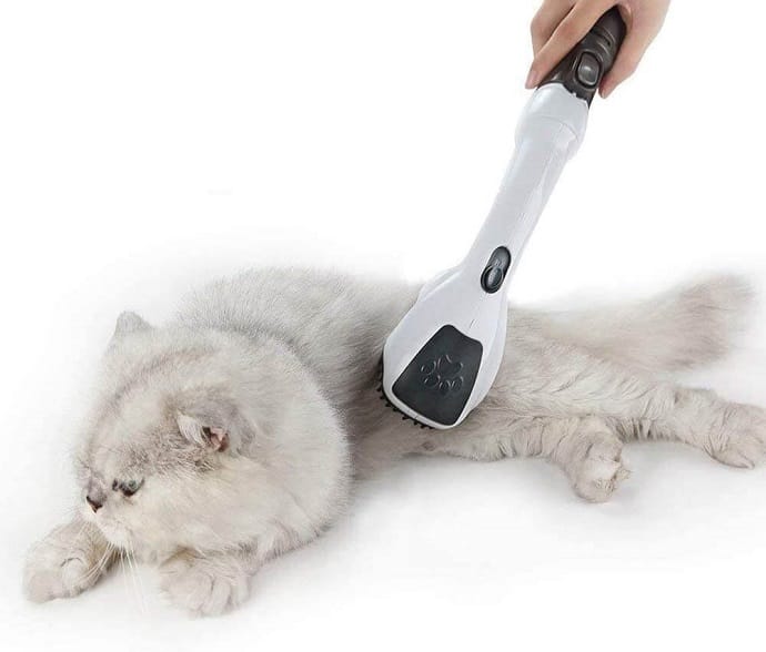 a cat and a hair brush