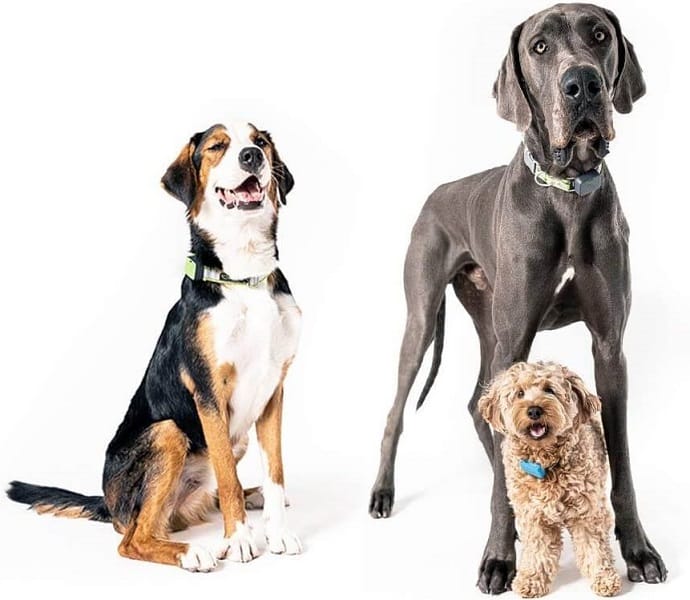 three dogs with pet trackers