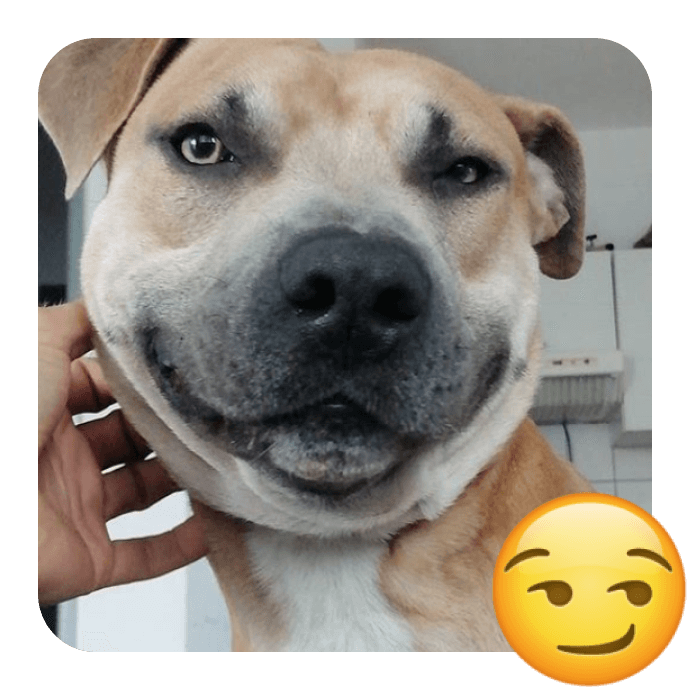 Celebrate World Emoji Day with 20 Cutest Insta Pups