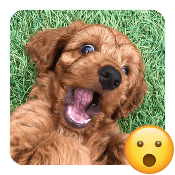 Celebrate World Emoji Day with 20 Cutest Insta Pups