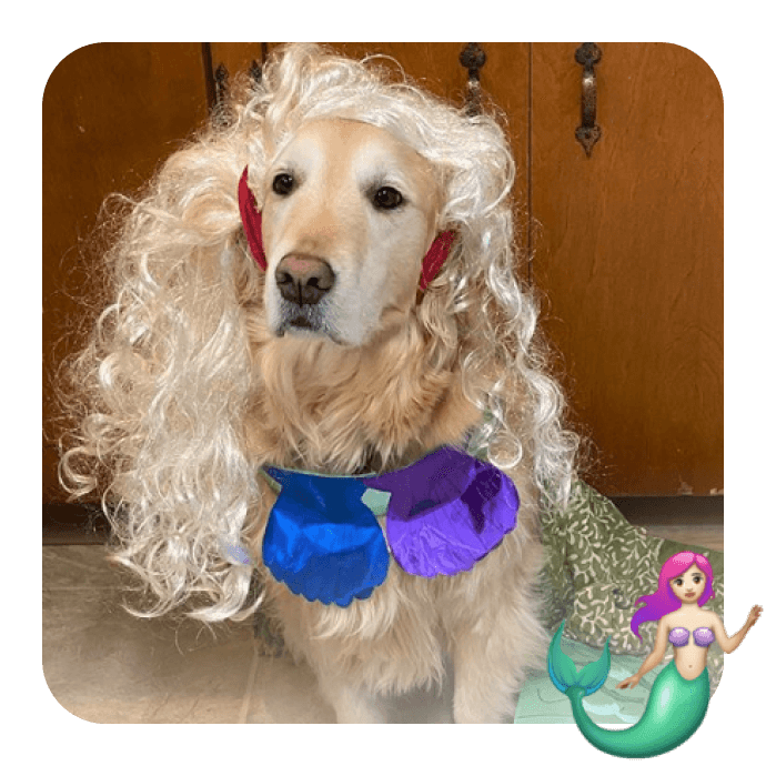 mermaid dog