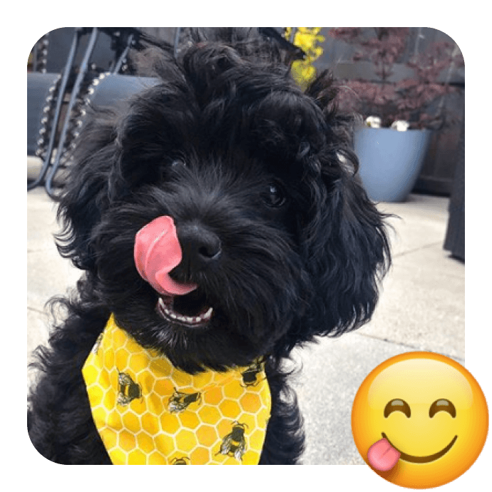 Celebrate World Emoji Day with 20 Cutest Insta Pups