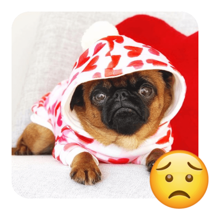 Celebrate World Emoji Day with 20 Cutest Insta Pups