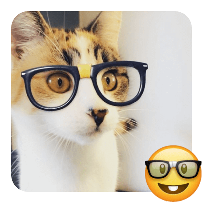 cat in glasses