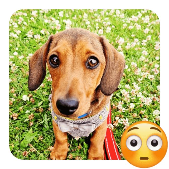 Celebrate World Emoji Day with 20 Cutest Insta Pups