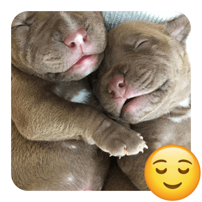 Celebrate World Emoji Day with 20 Cutest Insta Pups