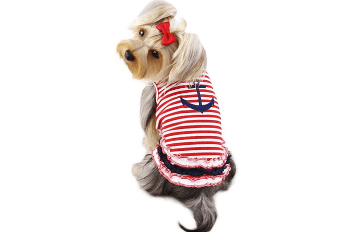 a dog wearing a red-striped doggy tank