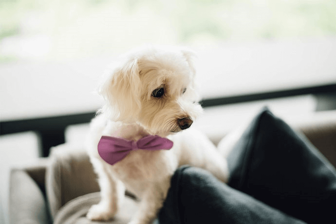a dog with a pink bow tie