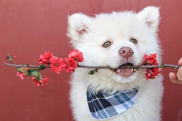 a white dog with a blue plaid bandana