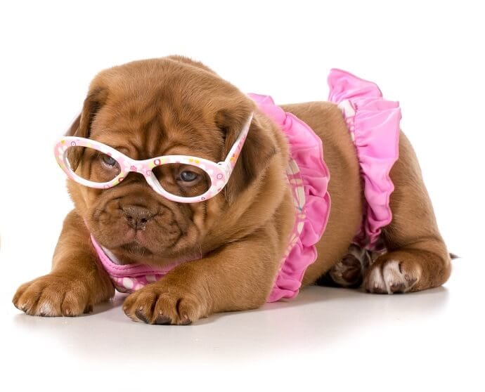 dog in a pink bikini
