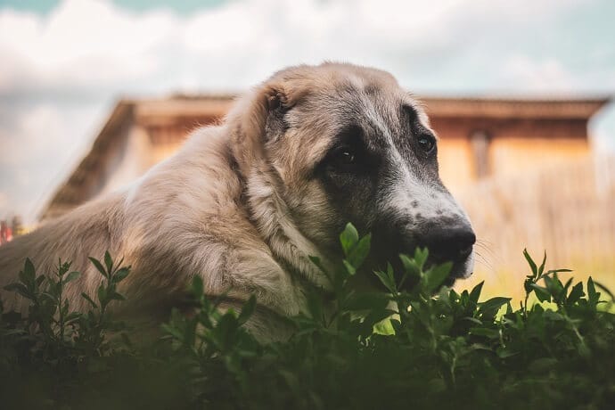 Dog suddenly eating 2024 grass like crazy