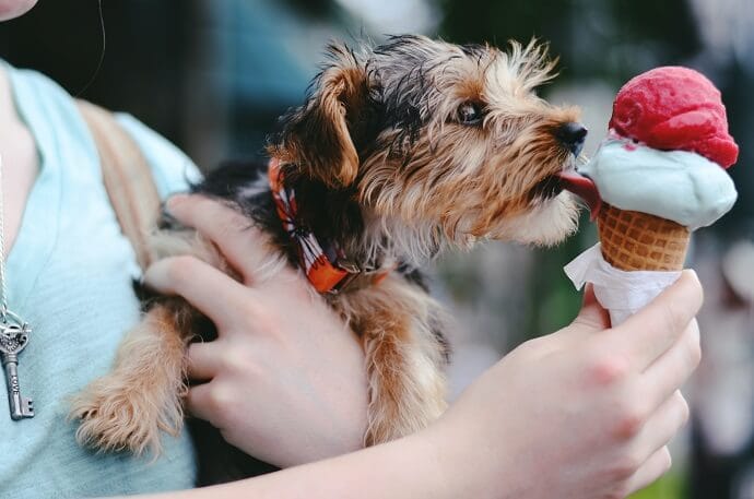 dog eating an ice cream
