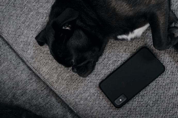 a dog with phone