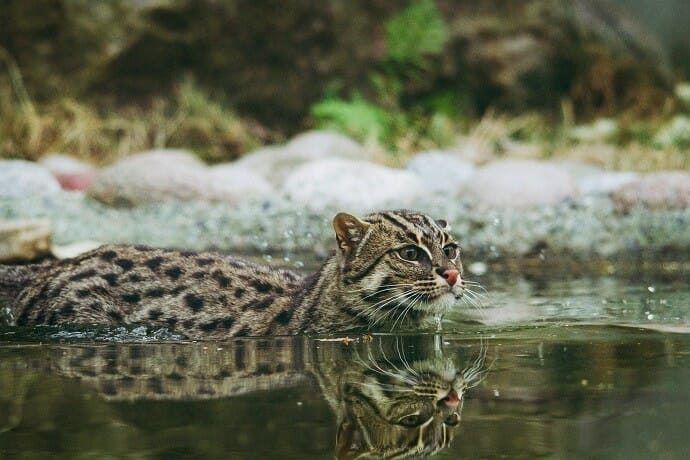 cats that like water