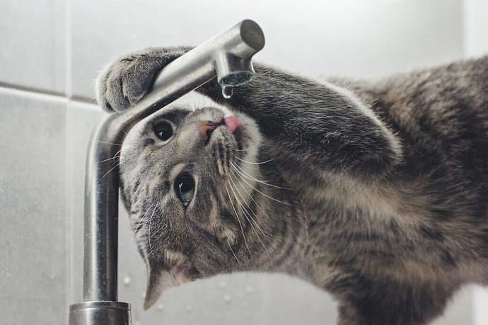 why do cats hate water