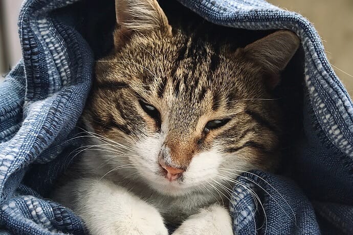 a cat in a towel