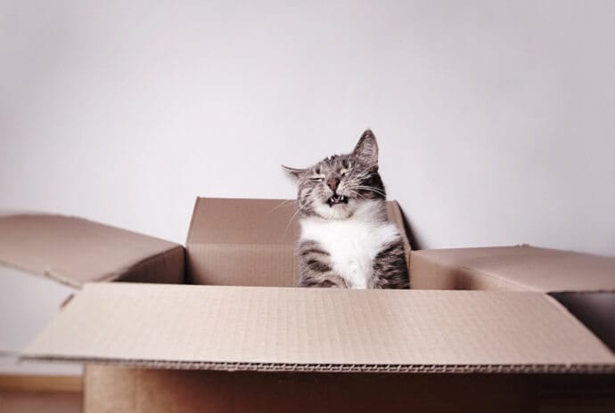 cat in a box sneezing