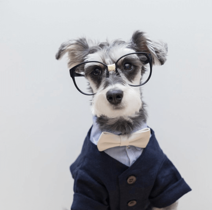 dog with glasses