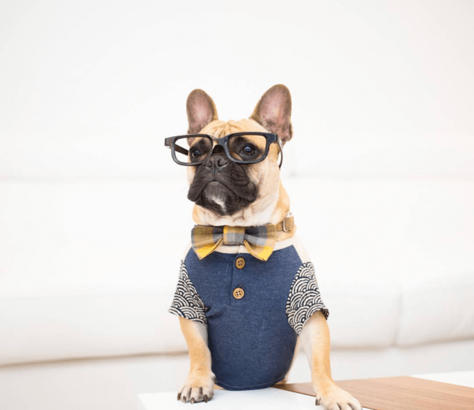 Dog wearing glasses