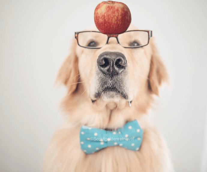 dog with apple
