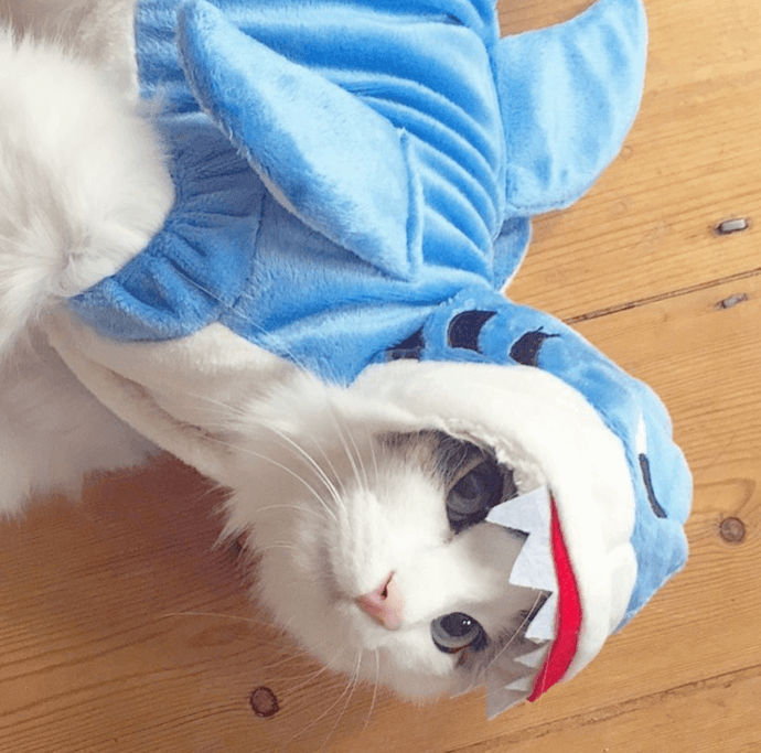 cat shark