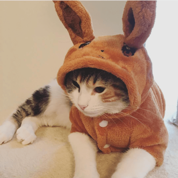 bunny cat