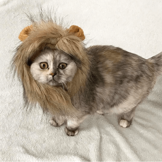 13 Cats Dressed as Other Animals
