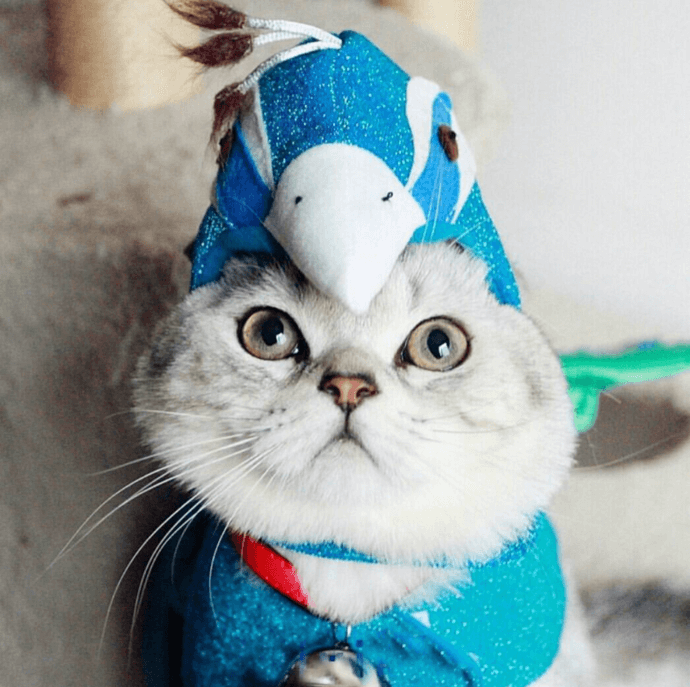 cat with feathers