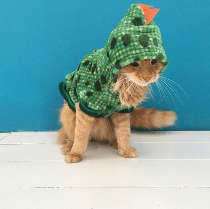 dinosaur cat