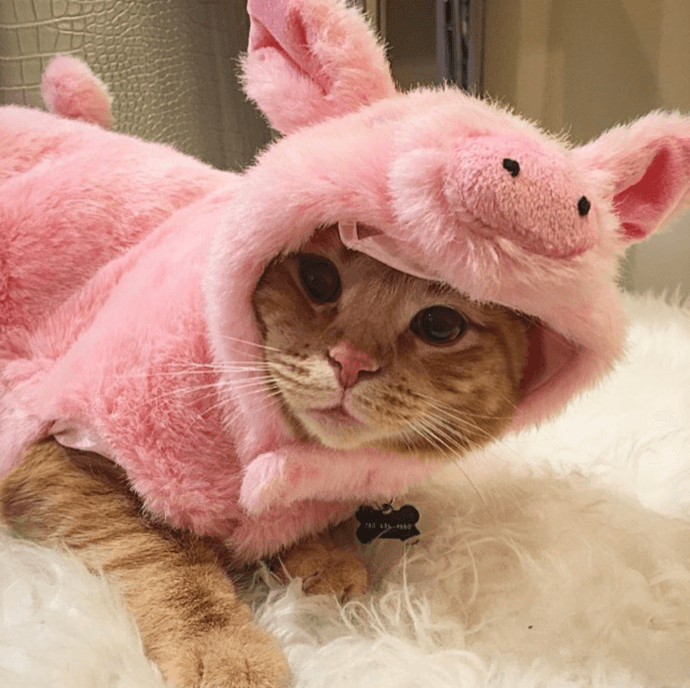 piggie cat