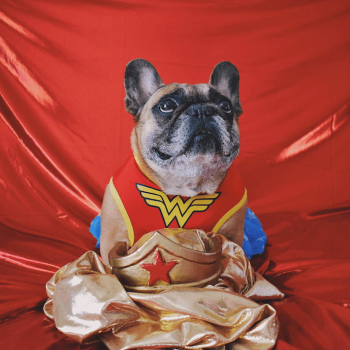 wonder woman dog