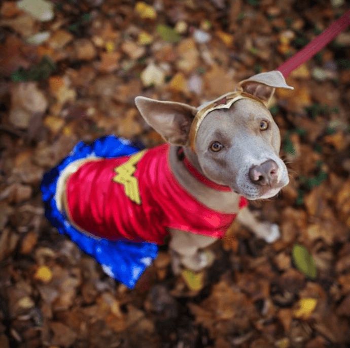 wonder woman dog